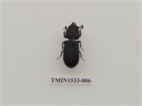 藏品(黑豔蟲科)的圖片